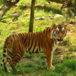 Panna Tiger Reserve: मध्य प्रदेश का वन्यजीव आश्रय